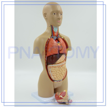 PNT-0322 hochwertige anatomische menschliche Körperteile Bilder